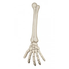 Skelet-Arm